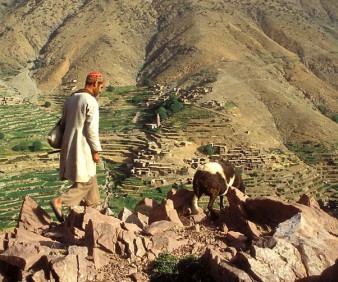 berber sheepherd